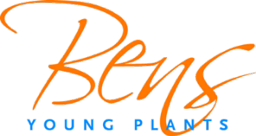BenS Young Plants